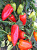 Перец сладкий Мини Италия красный 5шт