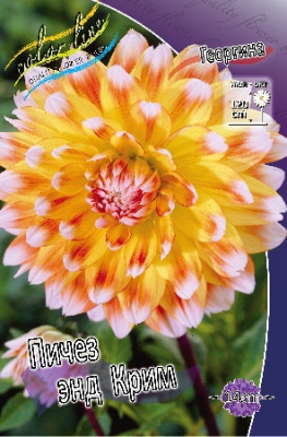 Георгин Пичез энд Крим (1шт) 3641