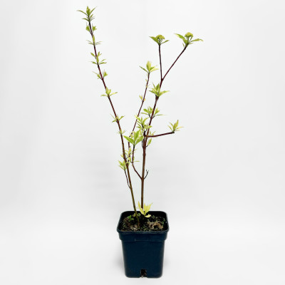 Дерен белый Сибирика Вариегата 