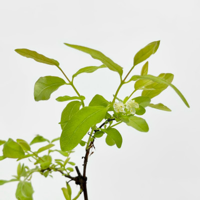 Жимолость Морена (3)