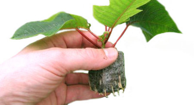 Таблетка Jiffy-7С 50мм кокос. Норвегия