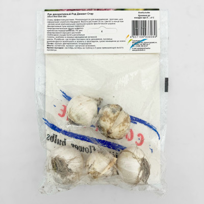 Лук декоративный РЭД ДЖИАНТ СТАР (2)