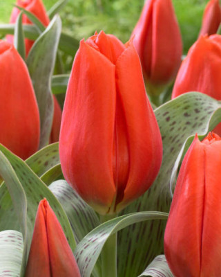 Тюльпан Джиант Оранж Санрайз (1шт)