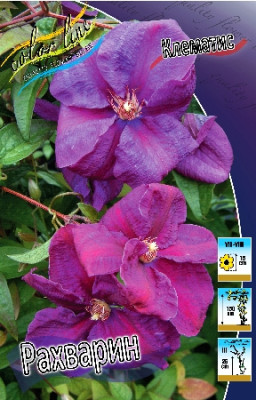 Клематис Рахварин (1шт)