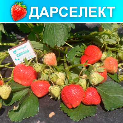 Земляника (Клубника) Дарселект в стаканчике
