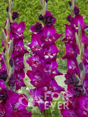 Гладиолус Фроззи (1шт) 2959