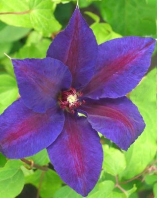 Клематис Вилдфаер