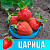 Земляника (Клубника) Царица в стаканчике