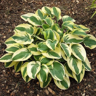 Хоста Уайд Брим (5) 2373