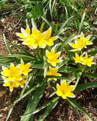 Тюльпан Урумийский ботанический (10шт)