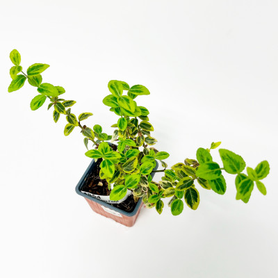 Бересклет Эмеральд Голд (Р9)