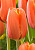 Тюльпан Трипл А (1шт) 3395