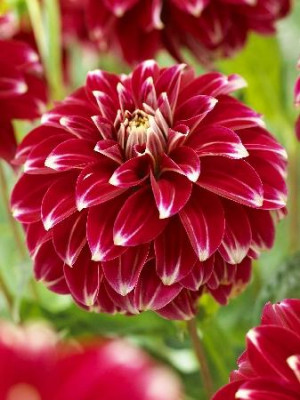 Георгин Ред Рок (1шт) 4399