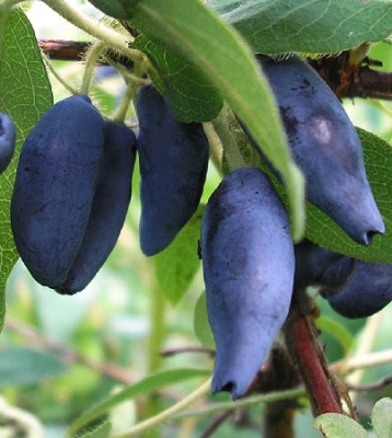 Жимолость Синичка 7508