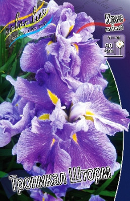 Ирис мечевидный Тропикал Шторм (1шт) 6923
