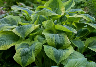 Хоста Клаймакс 1шт