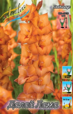 Гладиолус Далай Лама (1шт) 2998