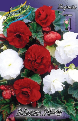 Бегония Микс №4 (2шт)