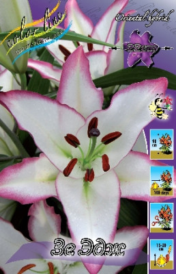 Лилия Зе Эдж (1шт) восточная