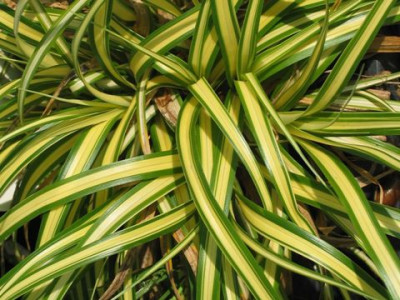 Осока Эверголд (3шт) 4527