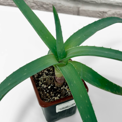 Алоэ саженцы микс (4)