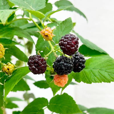 Малина Блэк Джевел (2)