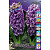 Гиацинт Перпл (1шт) 2410