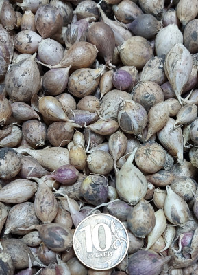 Чеснок однозубка Самарский 30г