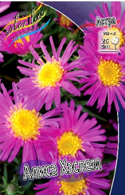 Астра Алиса Хэслем (2шт) 376