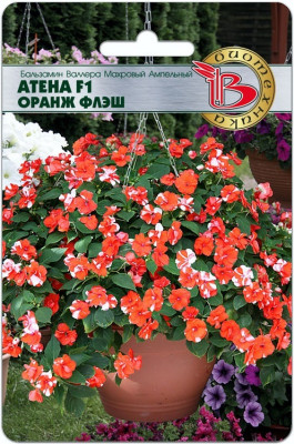 Бальзамин Валлера Атена Оранж Флеш 8шт (ампула)