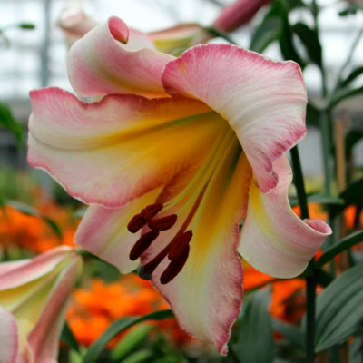 Лилия Пекин Мун (1шт)