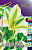 Тюльпан Грин Стар (1шт) 2987
