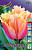 Тюльпан Ламбада (1шт) 1748