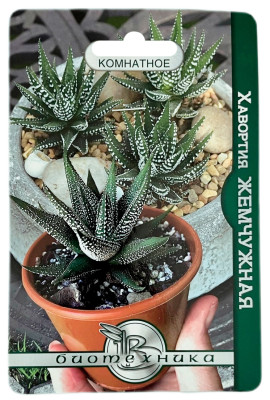Хавортия ЖЕМЧУЖНАЯ БиоТехника