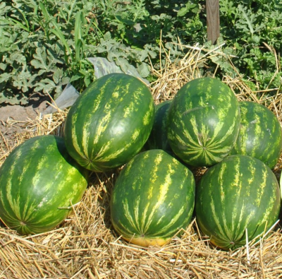 Арбуз Кримсон Руби F1 50 шт. (Саката)