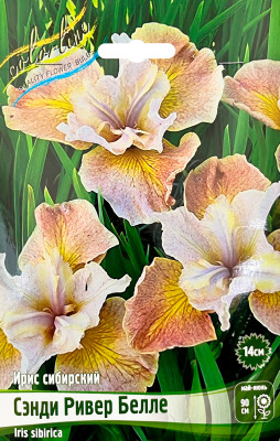 Ирис Сэнди Ривер Белле (1шт)
