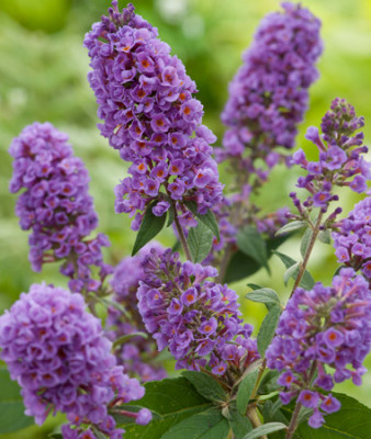 Буддлея гибрид Лилак Тортл 6288