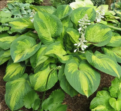 Хоста Бразен Стефан 1шт