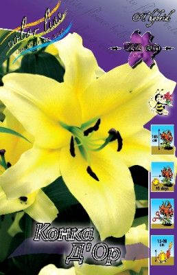 Лилия Конка Д`Ор (1шт) 3707 Лилия Конка Д`Ор (1шт) 3707