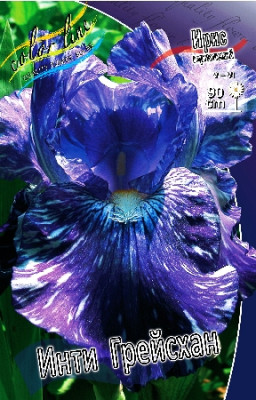 Ирис Инти Грейсхан Германский (1шт) 3221