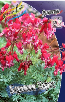 Дицентра Бернинг Хертс (1шт) 567