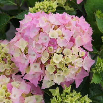 Гортензия крупнолистовая Пинк Лоллипоп 5630