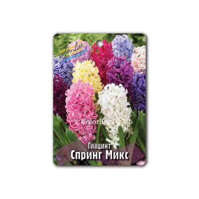 Гиацинт Спринг Микс (3шт)