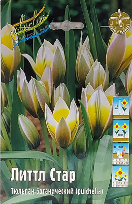 Тюльпан Литтл Стар (10шт)