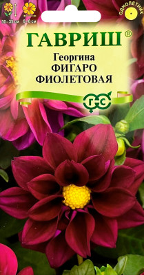 Георгина Фигаро фиолетовая 7шт негранул.