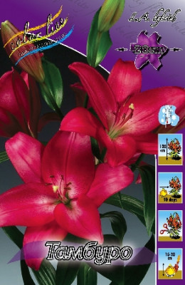 Лилия Тамбуро (1шт) 494