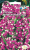 Статице Вересковый сад (вид: выемчатый, густо-розовый)