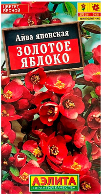 Айва японская золотое яблоко АЭЛИТА