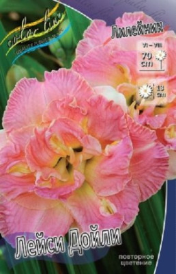 Лилейник Лейси Дойли (1шт)