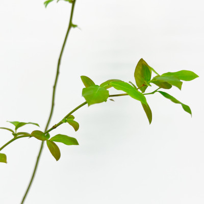 Голубика Дюк (Р9)